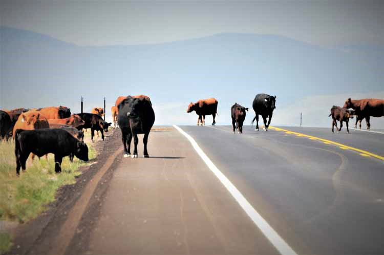 cattle run on highway